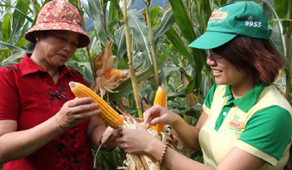 The Ministry of Natural Resources and Environment has issued a BioSafety Certificate for Dekalb Vietnam (Monsanto) and Syngenta Vietnam's corn seeds that the companies claim will benefit millions of farmers. — VNA/VNS Photo Dinh Hue