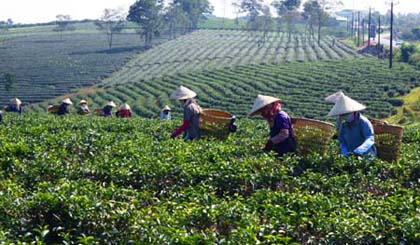 A tea-growing area in Bao Loc district, Lam Dong.  (Photo: VNA)