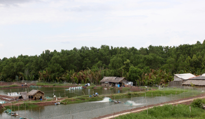  Mangrove forest in Go Cong Dong district (Photo: Hoang An)