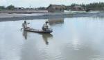 Tien Giang farmers have a good crop of shrimp