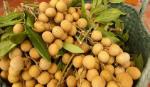 Vietnam preps first shipment of longan for US