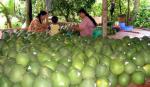Vietnam sees prospect for fruit, vegetable exports to UAE