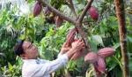 Vietnam's cocoa development needs to be re-oriented