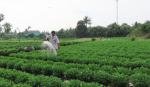 Làng hoa Mỹ Tho cung ứng 835.000 giỏ hoa phục vụ Tết Nguyên đán 2015