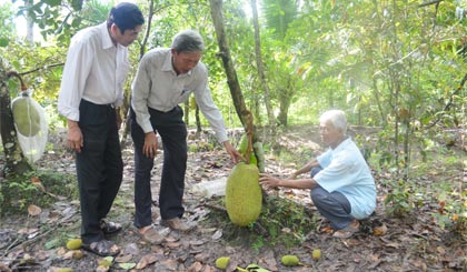 Nông dân Nguyễn Văn Liến đang chăm sóc mít, một loại cây trồng  mang lại cho ông thu nhập ổn định.