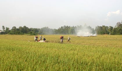 Rice paddies in the Mekong River Delta are threatened by climate change. Photo: Huu Chi