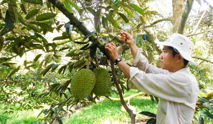 Chuyên canh sầu riêng hiệu quả, nhiều hội viên nông dân huyện Cai Lậy đã có thu nhập ổn định, góp phần hoàn thành tiêu chí thu nhập và hộ nghèo của Chương trình mục tiêu Quốc gia về xây dựng NTM.