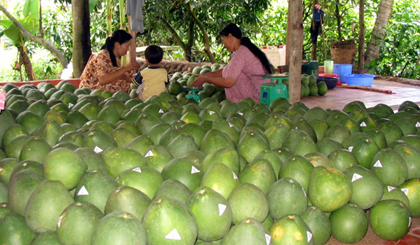 Grape fruits are labed for export. (Photo: Huu Chi)