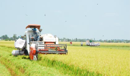 Thu hoạch lúa trên cánh đồng lớn vụ đông xuân 2013 - 2014 ở xã Hậu Mỹ Trinh, huyện Cái Bè.                                                                                                                                        Ảnh:  NGUYỄN SỰ