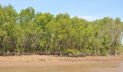 Planting trees at Soc Trang province (Photo: VNA)