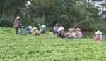 Mekong Delta enjoys sharp poverty drop