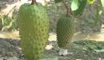 Siamese custard apple in Tan Phuoc district