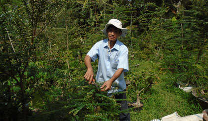 Ông Trưng trong vườn kiểng Bonsai