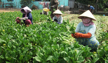 Sản phẩm rau của HTX Rau an toàn Gò Công đã vào được hệ thống các siêu thị có quy mô lớn. Ảnh: T. THIỆN