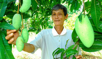 Nông dân Lê Văn Tư, ấp Lương Trí, xã Mỹ Lương, huyện Cái Bè còn nhiều tâm tư với trái xoài Tiền Giang.