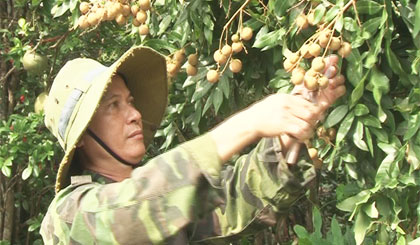 Nông dân Lê Tấn Thành chăm sóc nhãn.