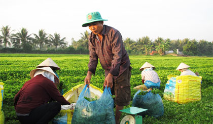 Ông Nguyễn Văn Mười thu hoạch rau má.