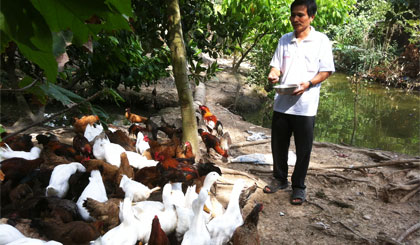 Mô hình chăn nuôi gà, vịt của gia đình anh Nguyễn Văn Láng.