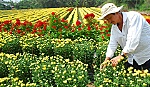 Nỗi lo của người trồng hoa