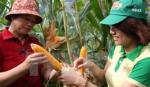 Vietnam to approve genetically modified crops