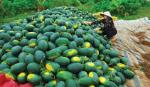 Huyện Gò Công Tây: Phát huy hiệu quả từ việc chuyển đổi cây trồng
