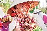 Gò Công Đông: Những gam màu tươi sáng của bức tranh huyện biển