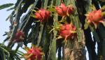 Tien Giang dragon fruit actually rises up