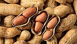 Trẻ em nên ăn các sản phẩm từ lạc tránh nguy cơ bị dị ứng