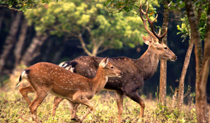 Prime Minister Nguyen Tan Dung has approved a project on building a national wild animal park in the northern province of Ninh Binh.