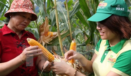 Genetically modified maize grown in Moc Chau district, Son La province (Photo: VNA)