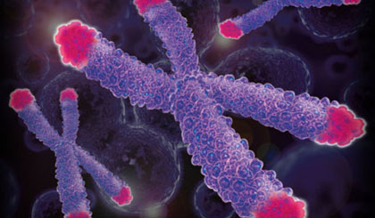  Telomere là 