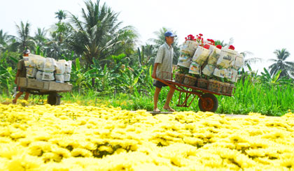 Vận chuyển hoa ra chợ hoa xuân.