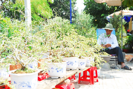 Ông Châu Ngọc Bạc, huyện Chợ Lách, tỉnh Bến Tre  bán loại kiểng độc đáo có tên Linh San siêu bông.