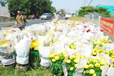 Tập kết hoa để vận chuyển đi các tỉnh, thành tiêu thụ.