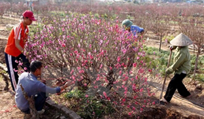 Peach - typical flowers in Tet in the northern part of Vietnam (Photo: VNA)