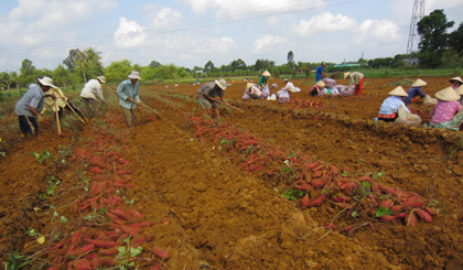 Tân Lý Đông thu hoạch khoai lang.