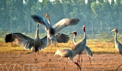 Red-head cranes at Tram Chim National Park. Source: VNP