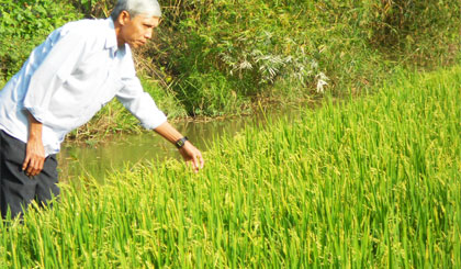 Ông Trần Văn Tiến, nông dân ấp 3,  xã Thạnh Lộc thăm đồng trong những ngày đầu năm mới.