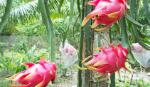 Red-fleshed dragon fruit rises by 75,000 VND per kilogram