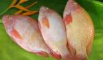 Red tilapia gets high price