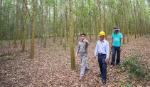 USD100 million for sustainable forest plantations in Vietnam