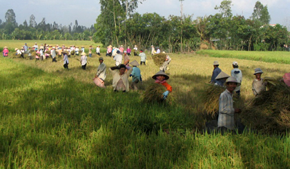 Farmer harvest winter spring rice in Tien Giang Province. Photo: Huu Chi