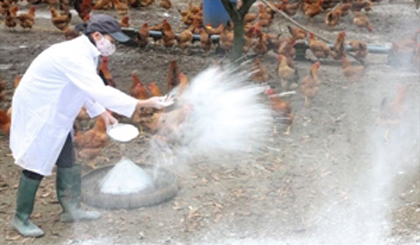 A veterinarian worker spreads disinfectant powder at a chicken farm (Photo: VNA)