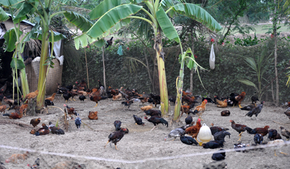    Chicken raising model in Tien Giang province (Photo: Huu Chi)