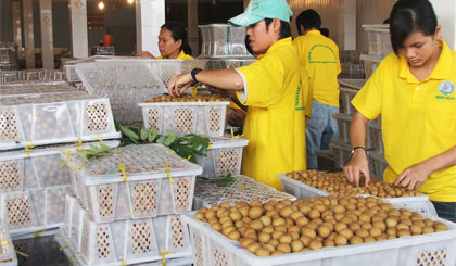 Nhãn tiêu Huế một thời có giá rất cao nhờ xuất khẩu tiểu ngạch.