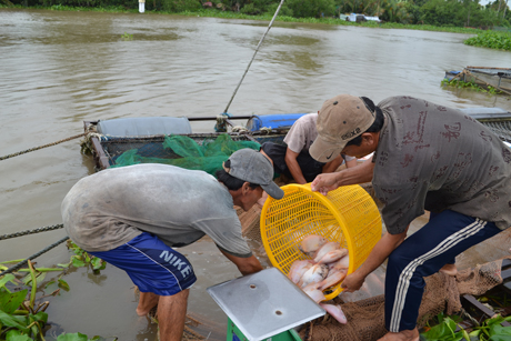 Photo for Illustration (Photo: Thai Thien).