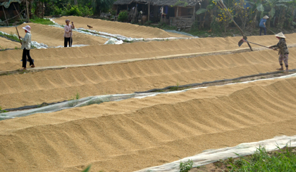 Farmers dry rice in the Mekong Delta (Photo: Huu Chi)