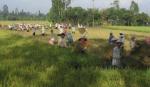 Mekong Delta moves to enhance rice quality