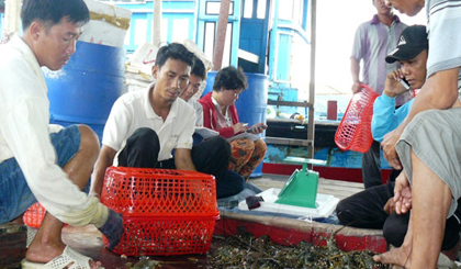  Farmers harvest lobsters in Khanh Hoa Province. 