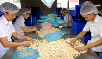 Processing cashew for export (Source: VNA)